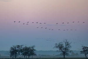 Hajnali vonulás Hajnali vonulás