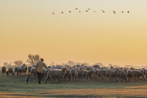 Hajnali kihajtás Hajnali kihajtás
