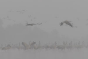 Hajnali köd Hajnali köd