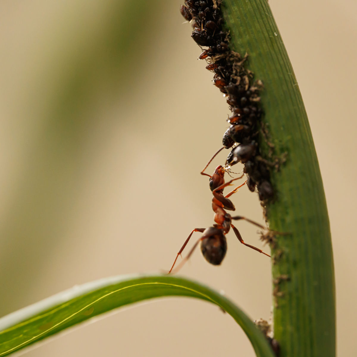 Gyenti-Kálvin Kinga