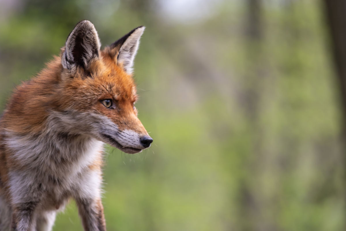 Germán Szilveszter Tibor