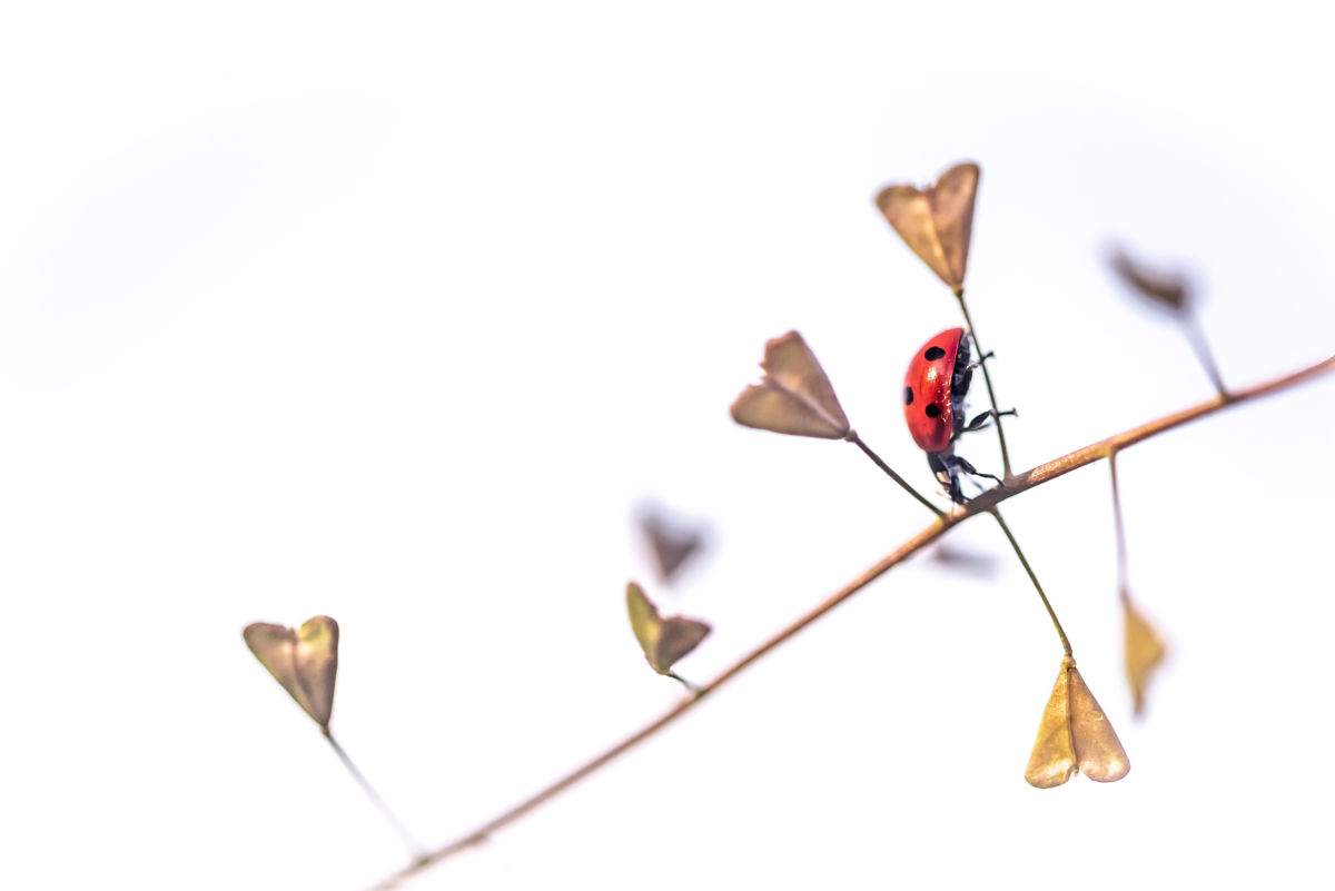 Darányiné Bakos Éva