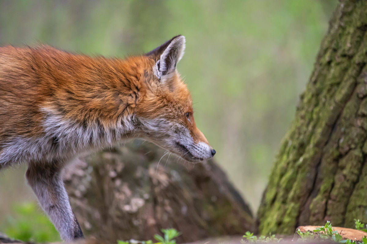Germán Szilveszter Tibor