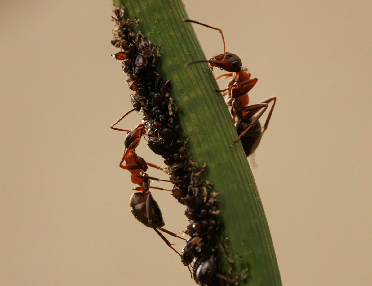 Gyenti-Kálvin Kinga