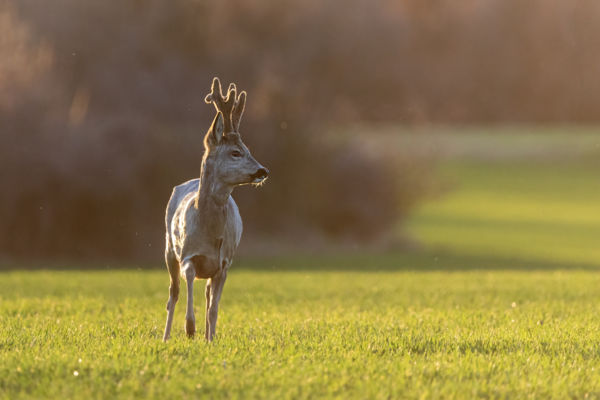 Tavaszi naplementében