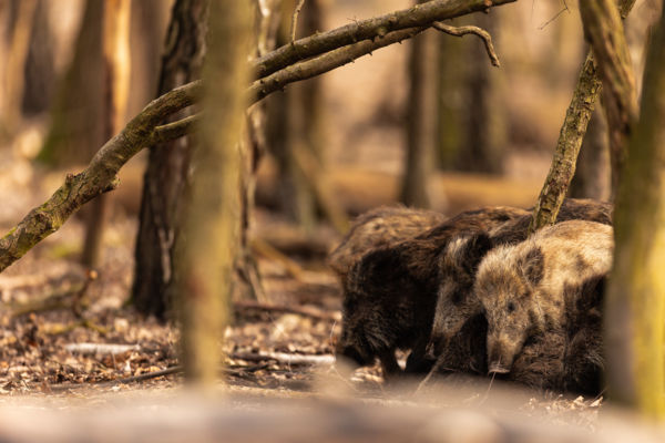 Lencsevégen átható érzelem 