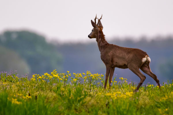 Megfigyelő állásban