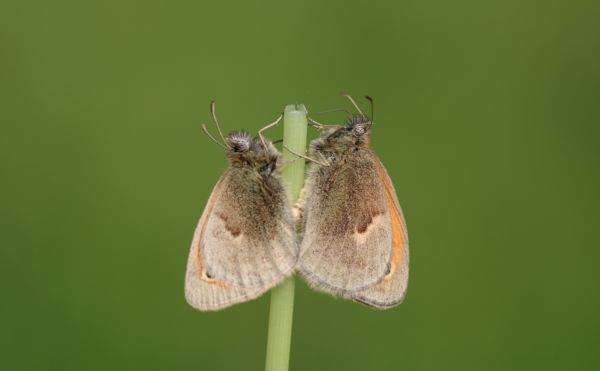 Nász, egy fűszálon