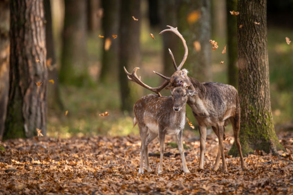 Szenvedélyek viharában