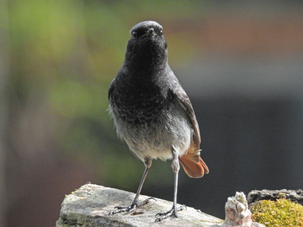 Rosdás vagyok, na és!
