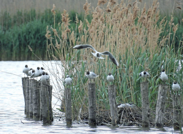 Nincs egy szabad hely sem