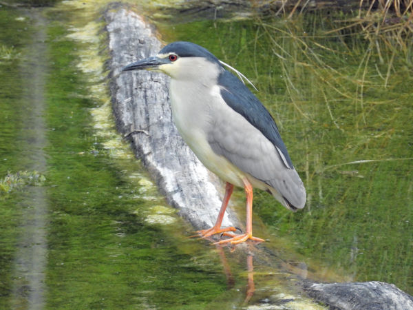 Figyellek, úgy sem úszod meg