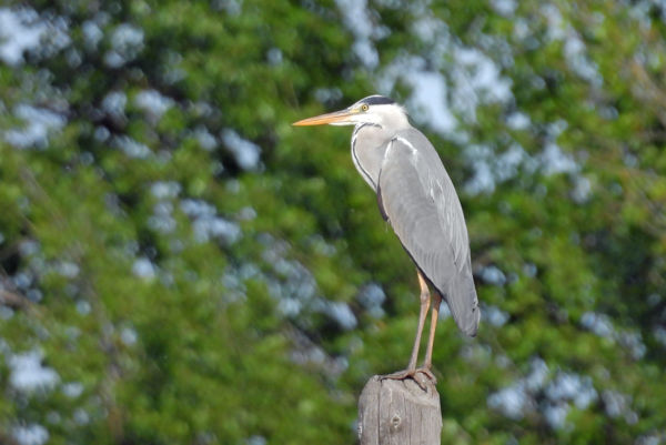 Várakozó állásponton