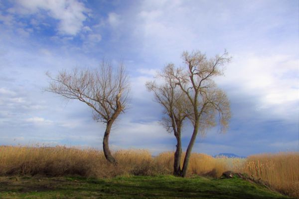 Balatonberényi fák.