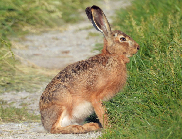 Siess már mindjárt beaiszom!