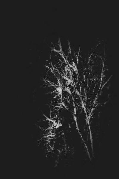 Erdei neuronhálózat