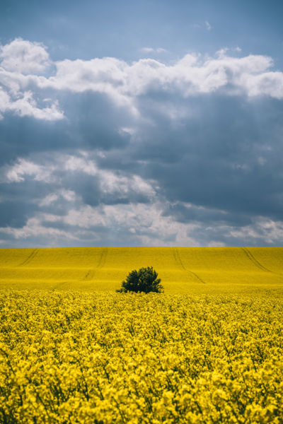 Makacs folt a szőnyegen