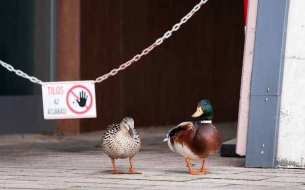 TILOS AZ ÁTJÁRÁS!