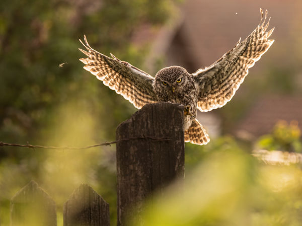 Kerítésen innen és túl