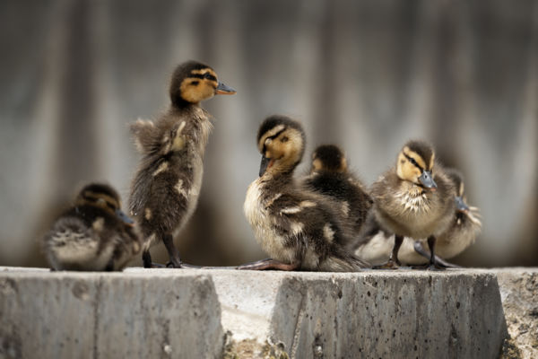 Városinak születve