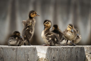 Városinak születve Városinak születve