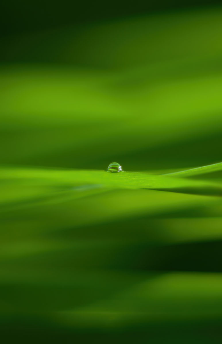 Gárdonyi Annamária