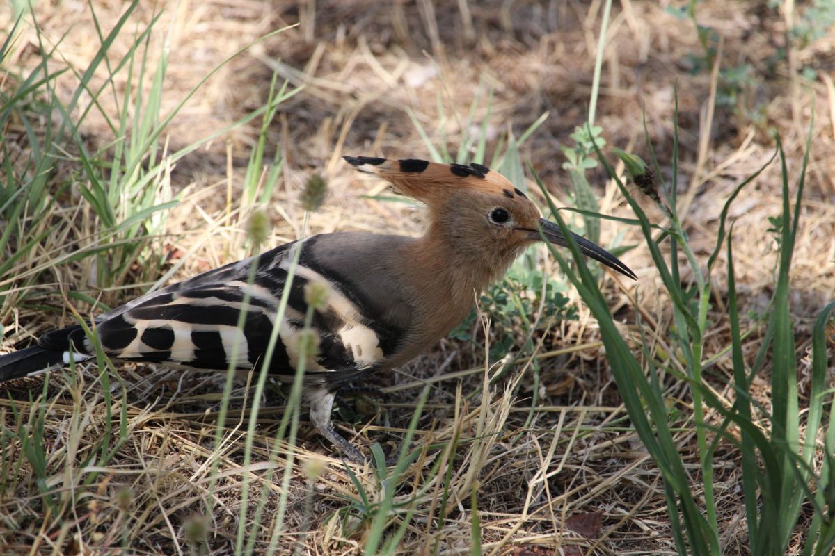 Seres Ádám Zoltán