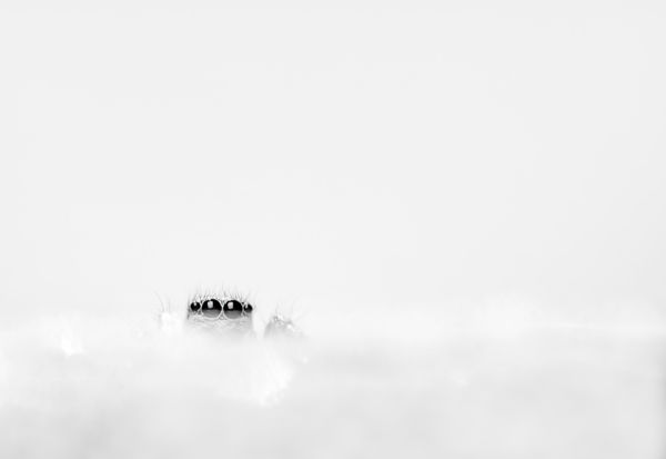 Szemek a ködben