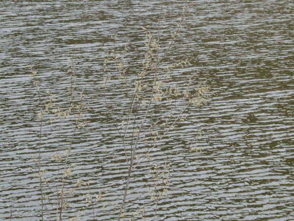 Barka víztükör felett