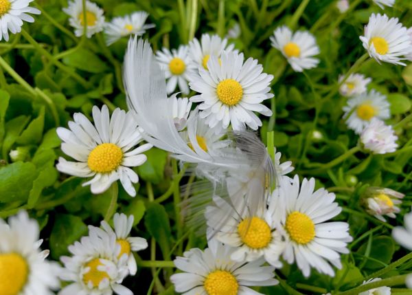 Elvesztett tollpihék