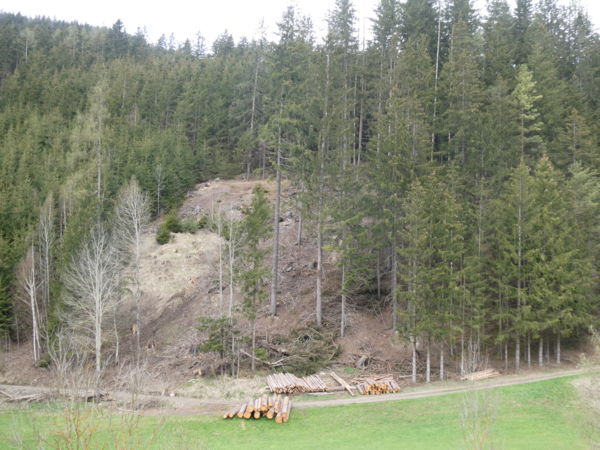 Álló és fekvő fatörzsek