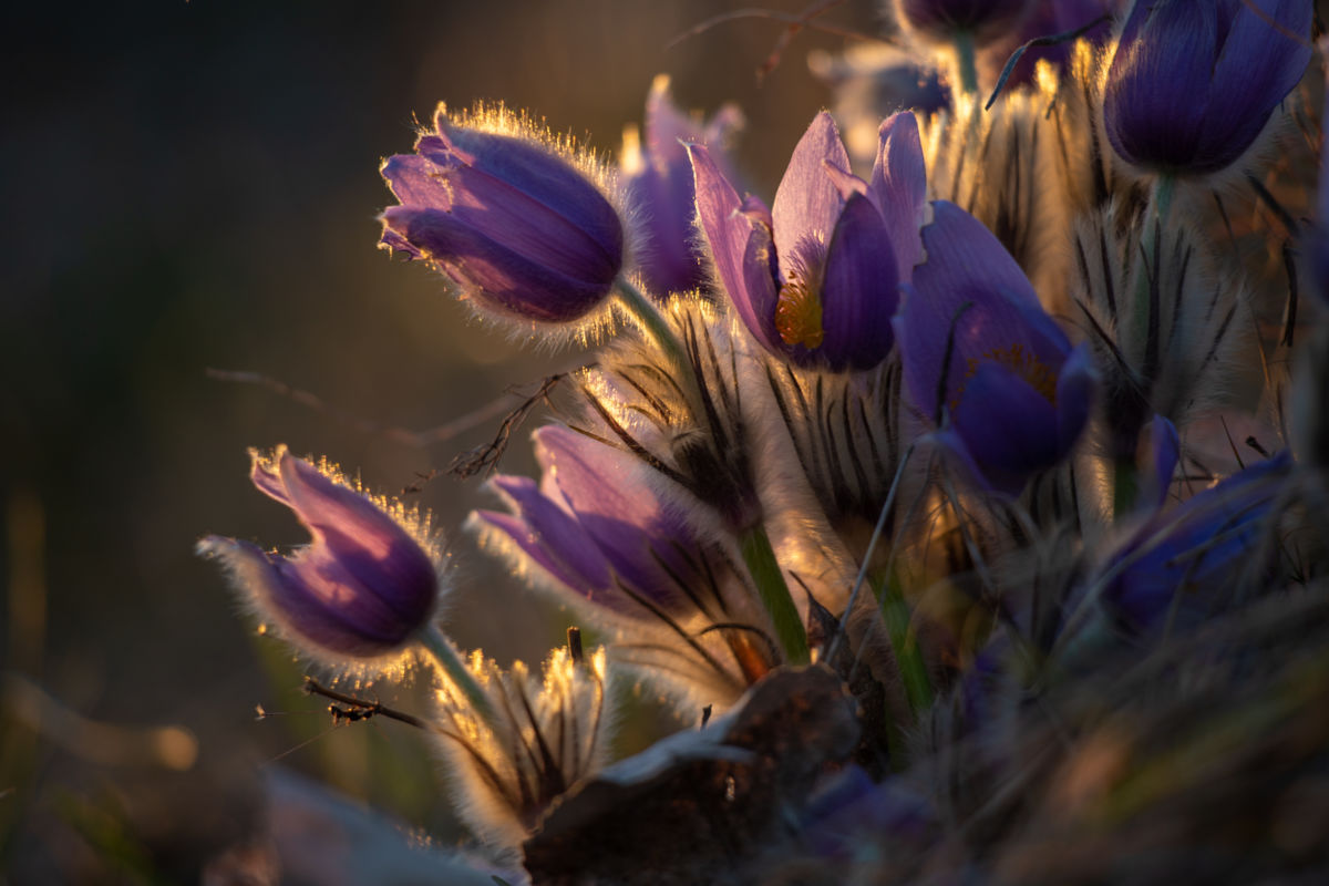 Germán Szilveszter Tibor