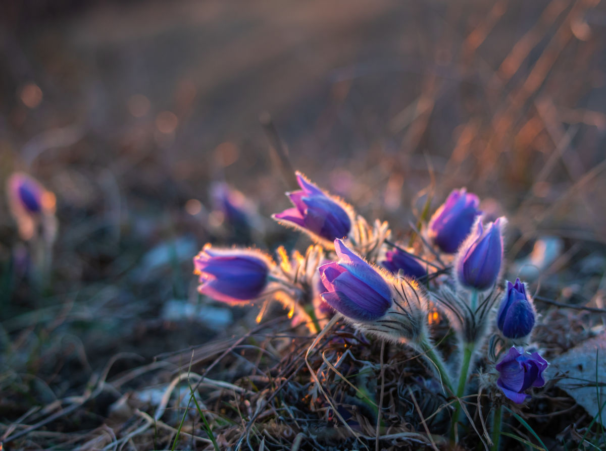 Germán Szilveszter Tibor
