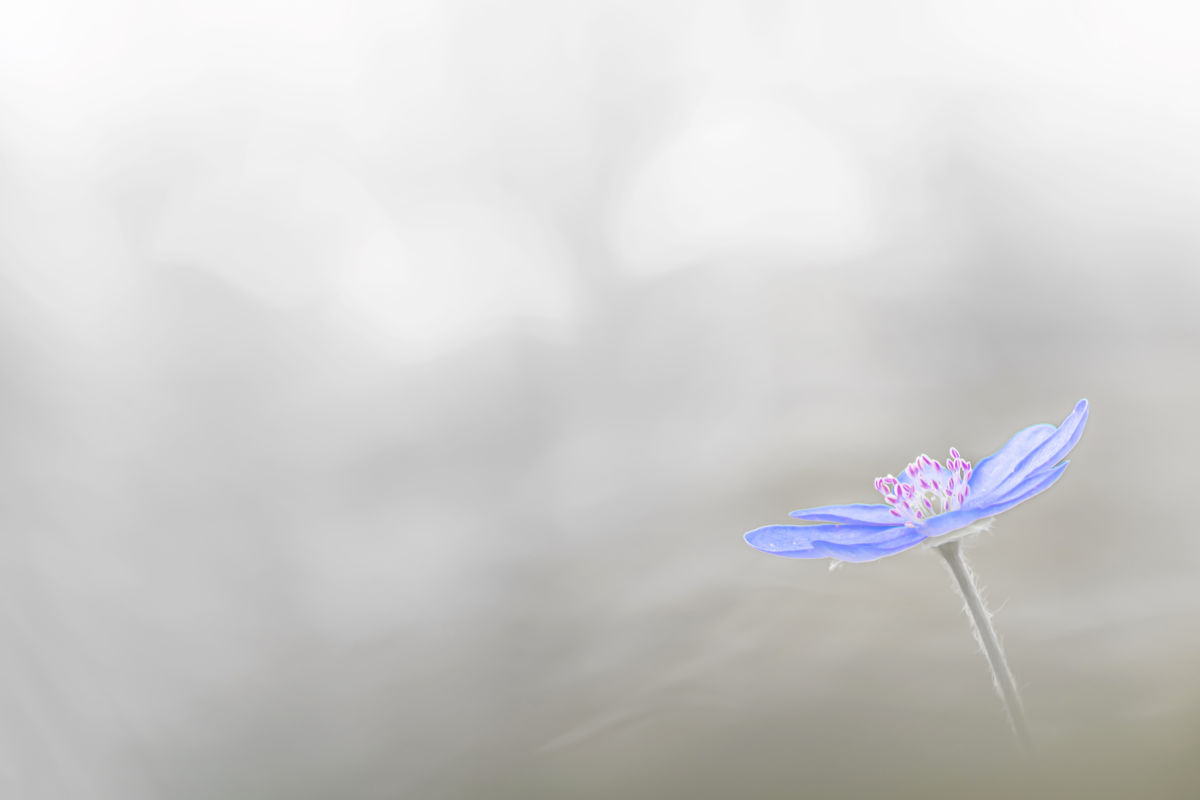 Gaál Zoltán Péter