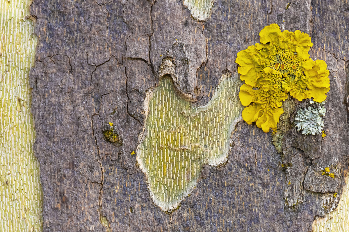 Gaál Zoltán Péter