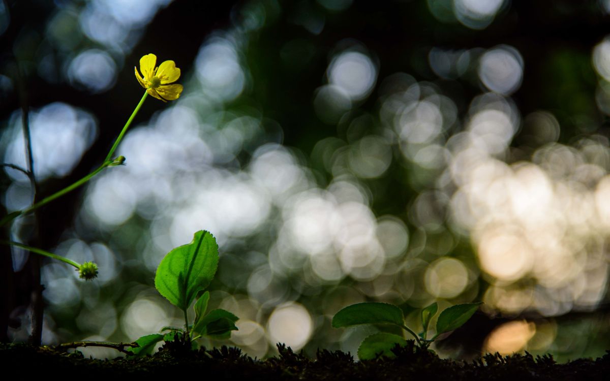Benke Péter Valentin
