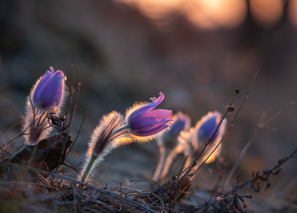 Germán Szilveszter Tibor