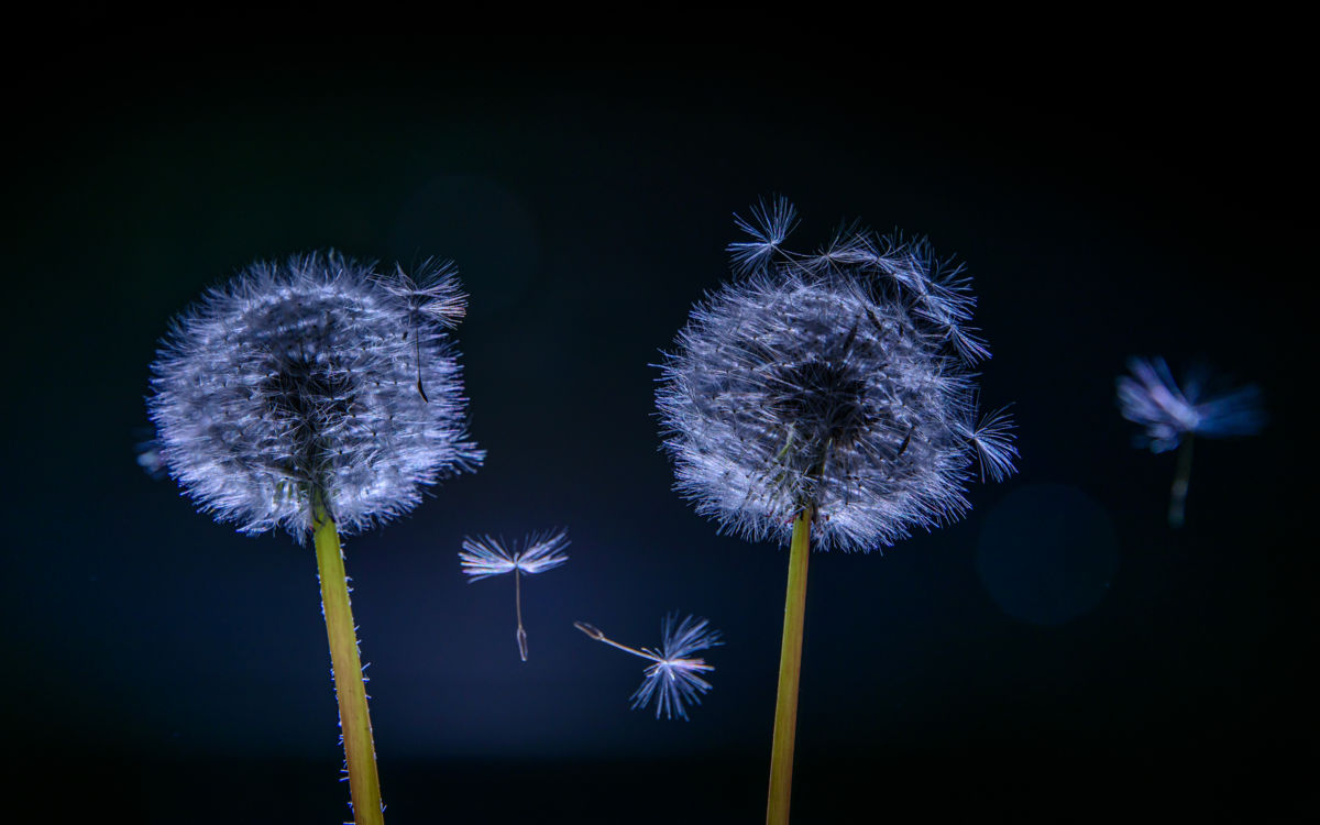 Benke Péter Valentin