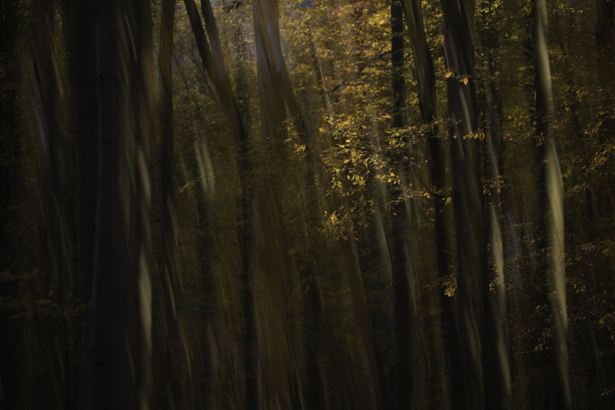 Darányiné Bakos Éva