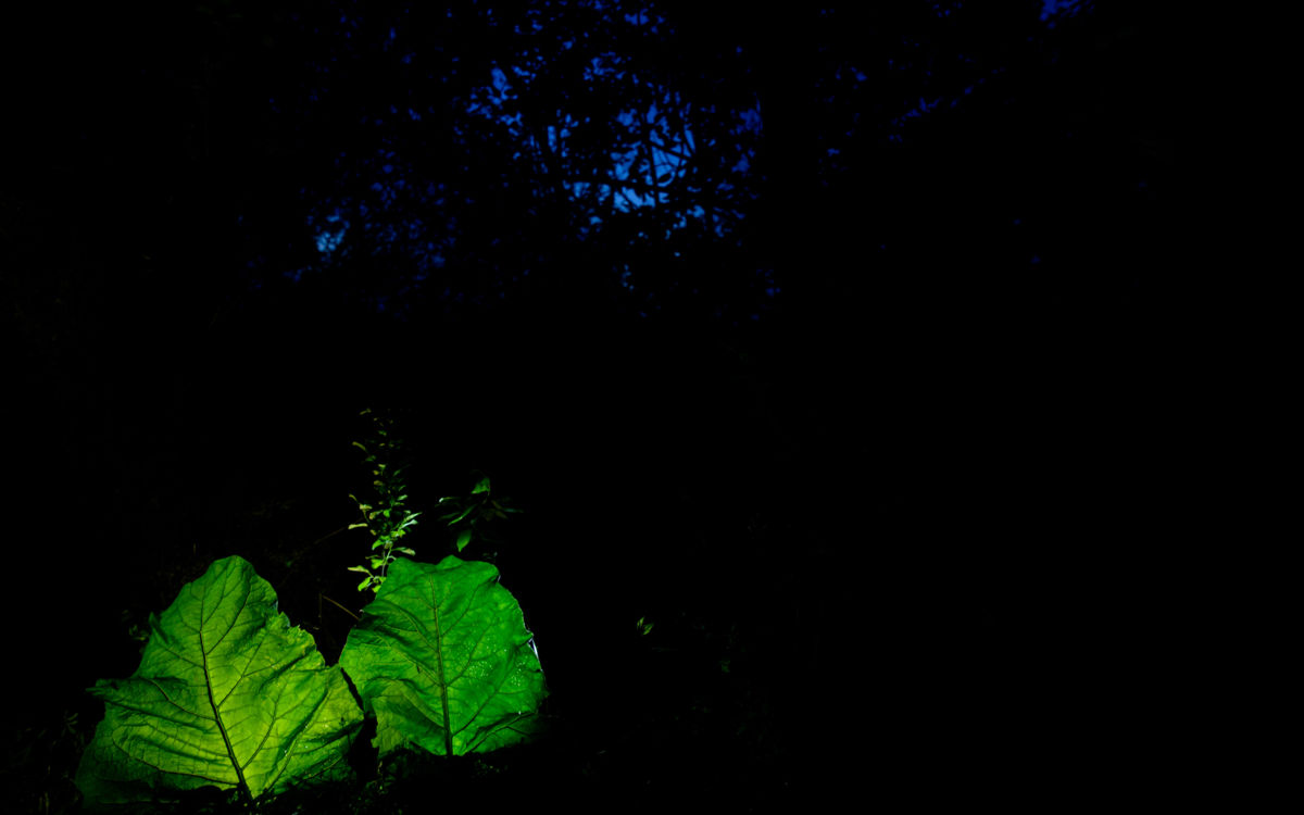 Benke Péter Valentin