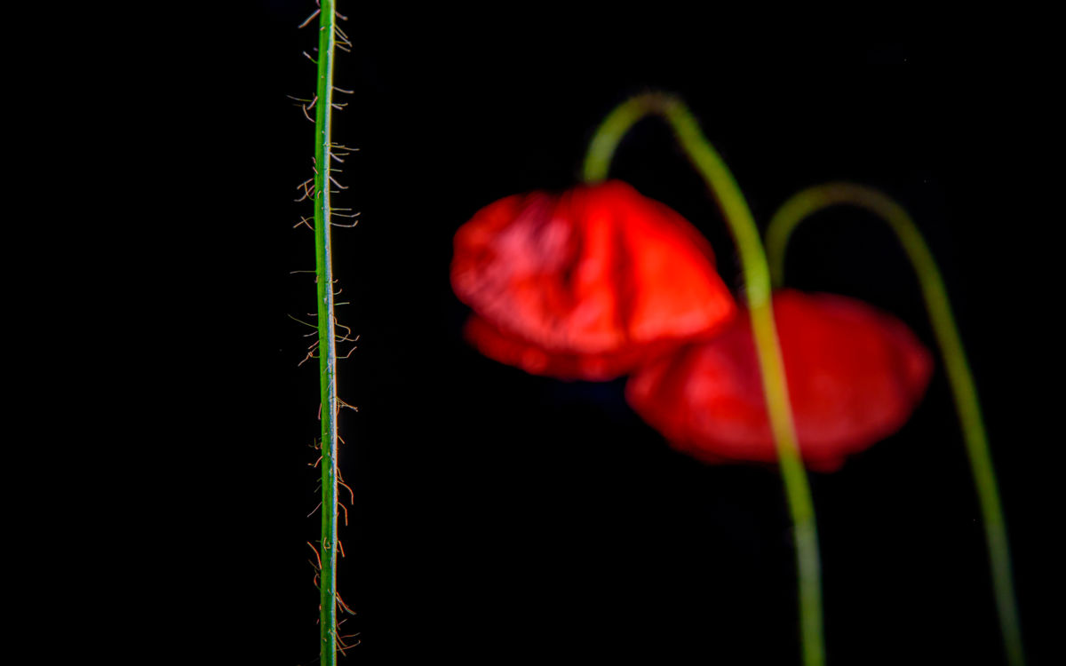 Benke Péter Valentin