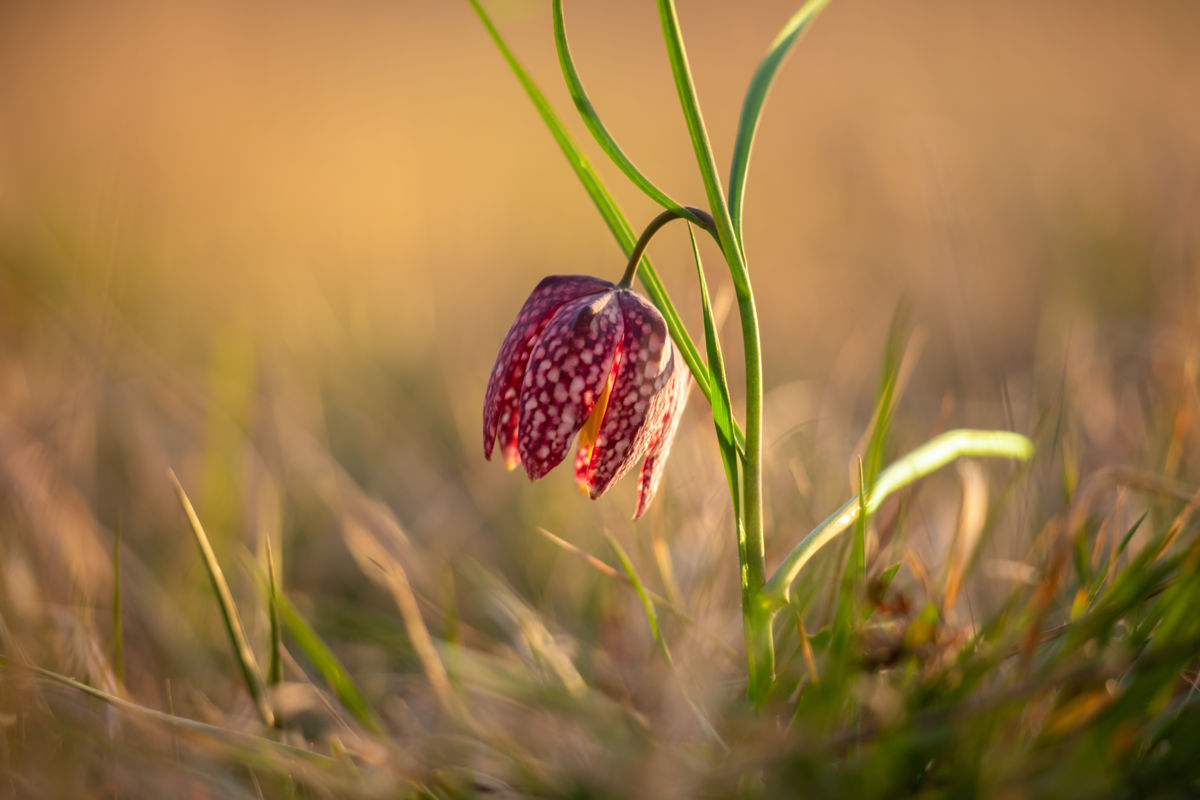 Germán Szilveszter Tibor