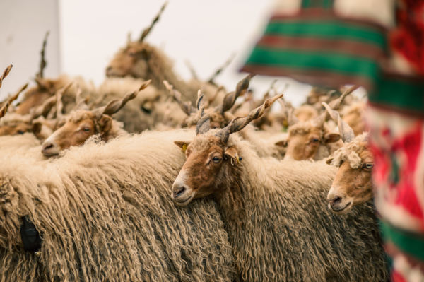 Rackák Hortobágyon