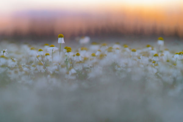 A szirmok záródnak