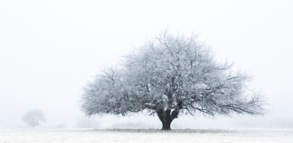 Vackorok a zimankóban
