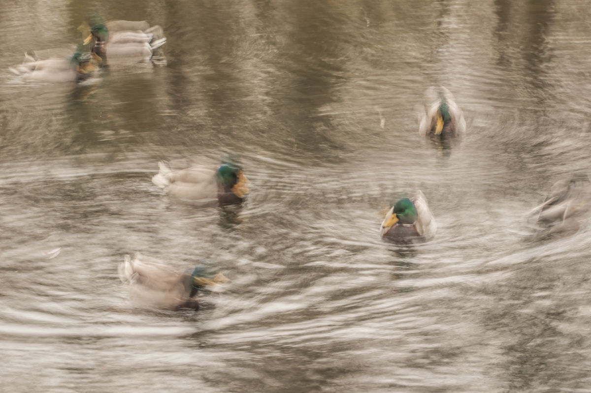 Darányiné Bakos Éva