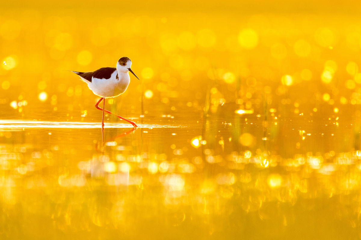 Koncz-Bisztricz Tamás