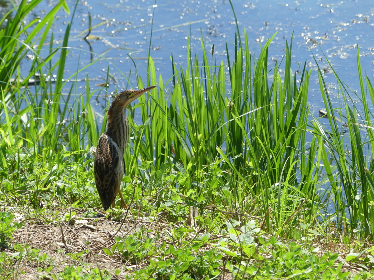 Károlyi-Sebestyén Zsófia