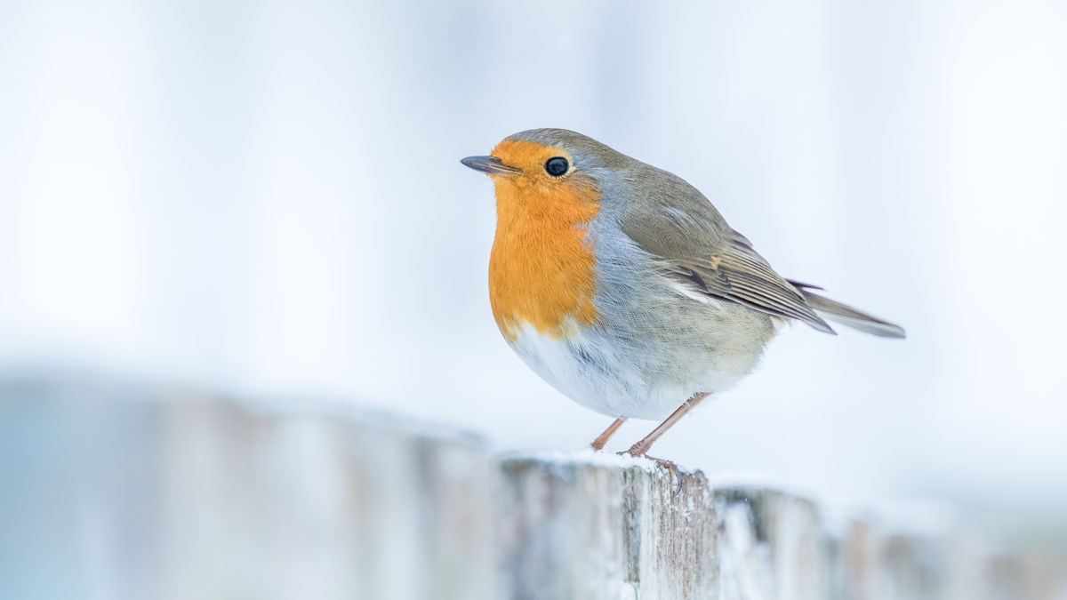 Koncz-Bisztricz Tamás