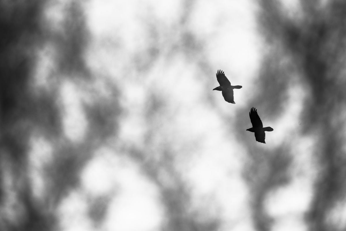 Darányiné Bakos Éva